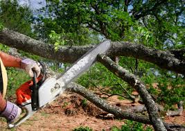 Professional  Tree Services in Bucyrus, OH